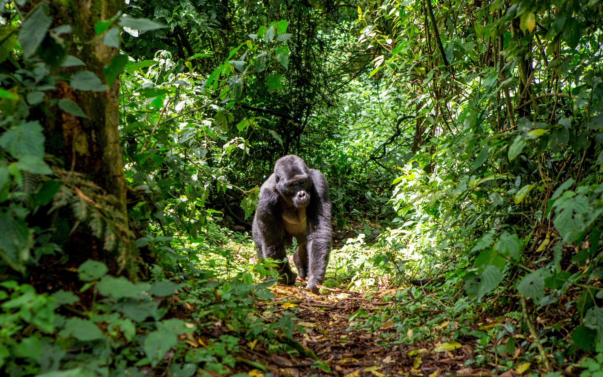 A silverback mountain gorilla walking a forest trail in Bwindi Impenetrable Forest